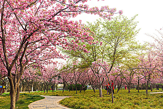 樱花小路