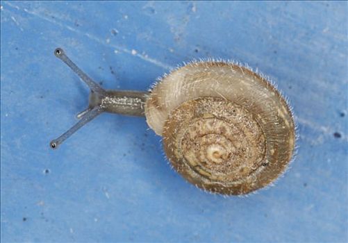 蜗牛,蜗牛壳