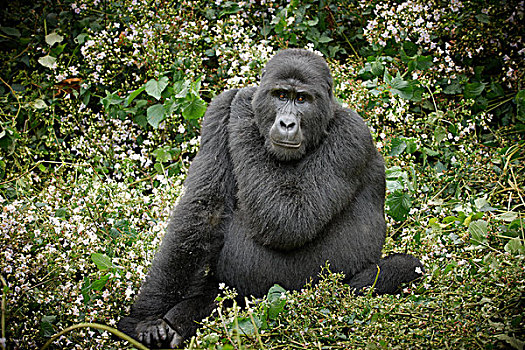 山地大猩猩,国家公园,乌干达,非洲