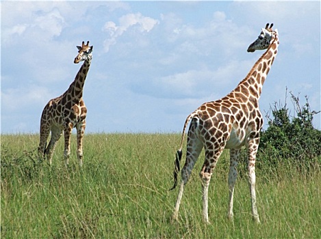 晴朗,风景,长颈鹿,乌干达