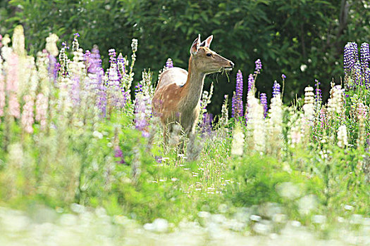 北海道,梅花鹿,羽扇豆