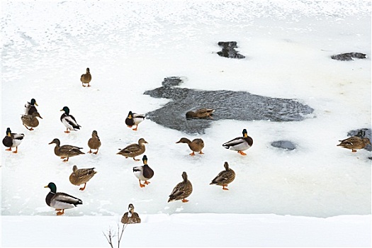 成群,鸭子,靠近,冰,洞,冰冻,河