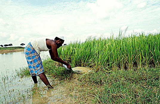 农民,稻田,孟加拉