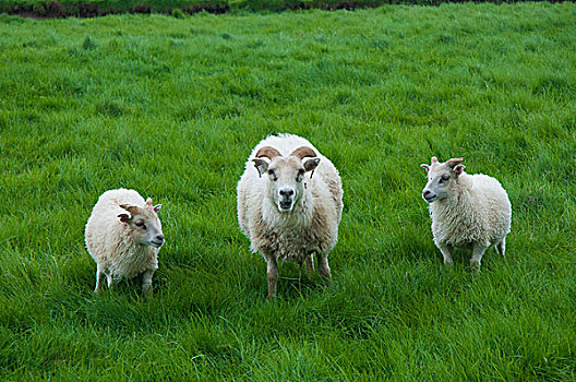 冰岛,农场,濒危,冰岛绵羊