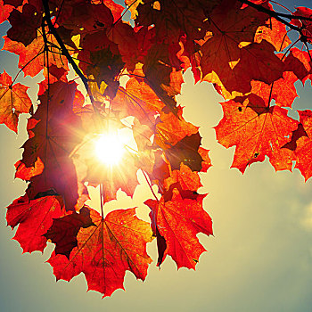 太阳,发光,红色,秋天,枫叶,复古,照片,背景