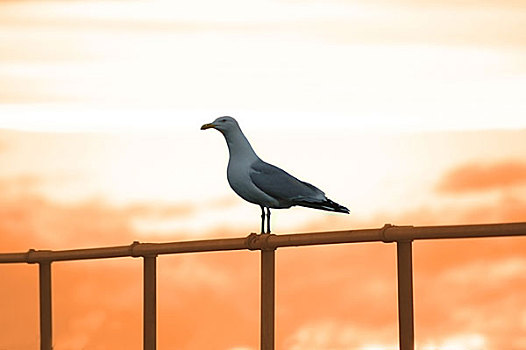 海鸥,坐,栏杆,日落