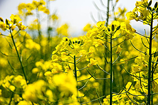 油菜花