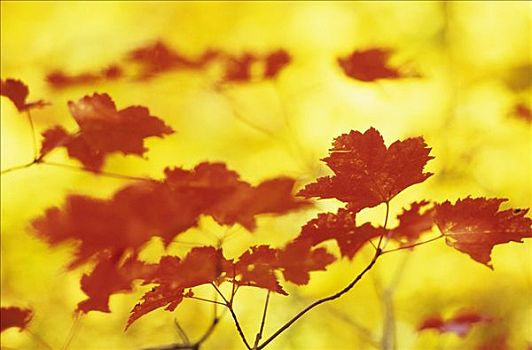 红色,秋天,色彩,糖枫,叶子,糖槭,正面,黄色,桦树,桦属,东方,加拿大,深秋,摩利斯,国家公园