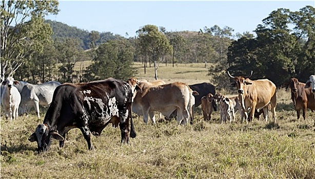 澳大利亚,斑纹,母牛,菜牛,牧群