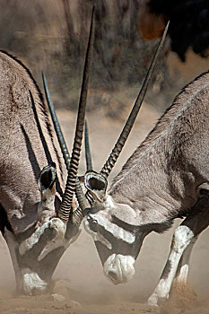 两个,南非大羚羊,争斗,卡拉哈迪大羚羊国家公园,北开普,南非,非洲