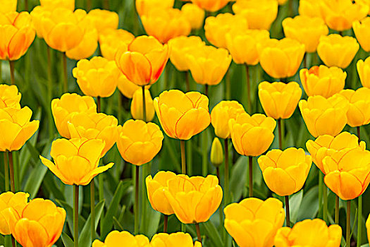 亮黄色,郁金香,春天,库肯霍夫花园,荷兰南部,荷兰