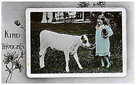 女孩,牛奶,母牛,问候,卡片