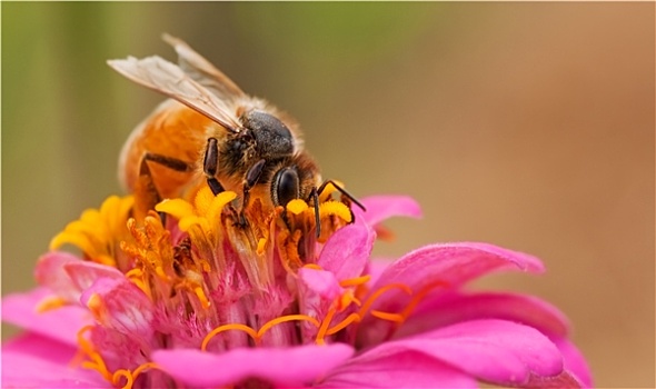 工蜂,蜜蜂,花粉,百日草,花