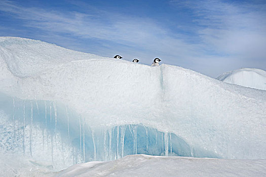 三个,企鹅,幼禽,排列,头部,风景,凝视,上方,雪堆,冰,山,岛屿