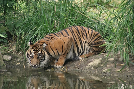 苏门答腊岛,虎