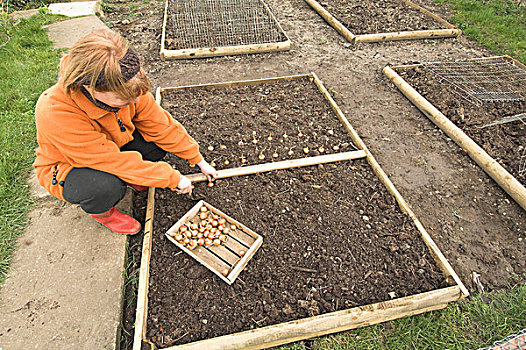 园丁,种植,葱类,小,床,蔬菜,诺福克,英格兰,欧洲