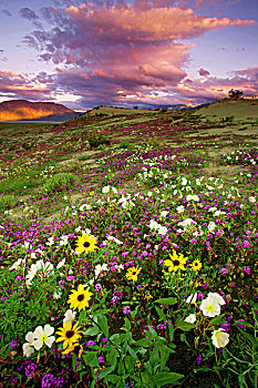 野花,风景,安萨,公园,加利福尼亚,美国