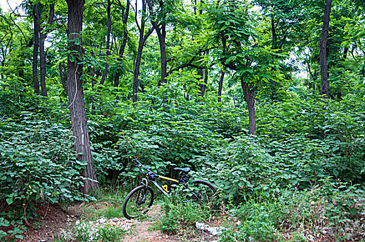 树林中的自行车