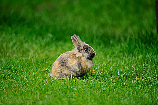 驯服,家居,生活,兔子,兔豚鼠属,草地,巴伐利亚,德国