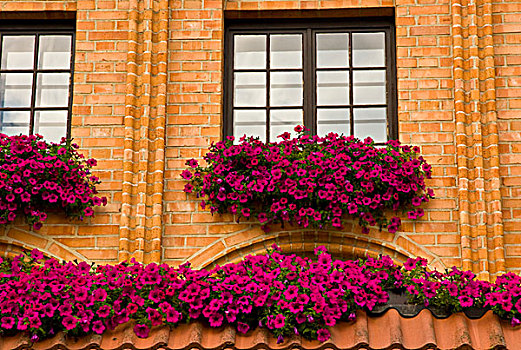 波兰,格丹斯克,窗台花箱,紫色,矮牵牛花属植物