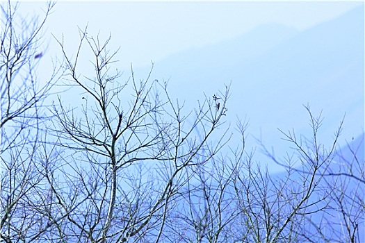 树,山,冬天,蓝色