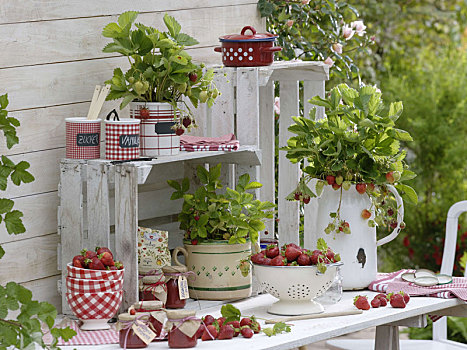 新鲜,收获,草莓,草莓植物,锅
