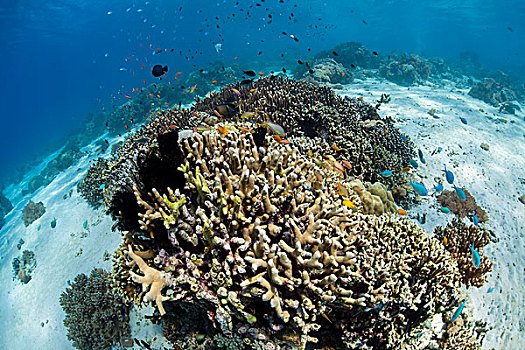 热带,珊瑚礁,海洋,金拟花鲈,巴厘岛,印度尼西亚,亚洲