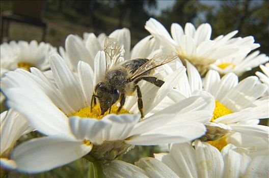 蜜蜂,意大利蜂,收集,花粉,雏菊,巴伐利亚,德国
