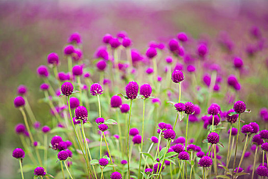 盛开的花朵