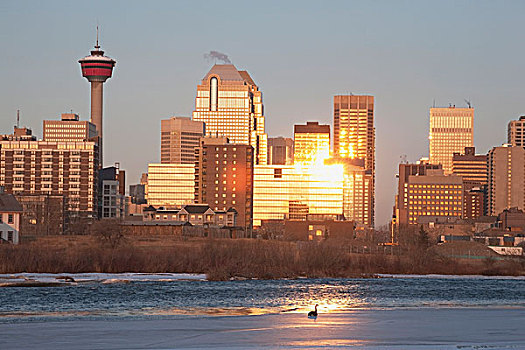 卡尔加里,艾伯塔省,加拿大,弓河,建筑,反射,太阳