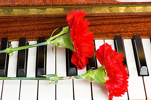 浪漫,概念,红色,康乃馨,钢琴,按键