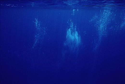 泡泡,驼背鲸,大翅鲸属,鲸鱼,毛伊岛,夏威夷
