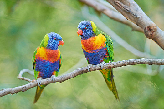 彩虹,吸蜜鹦鹉,坐,细枝,海滩,维多利亚,澳大利亚,大洋洲