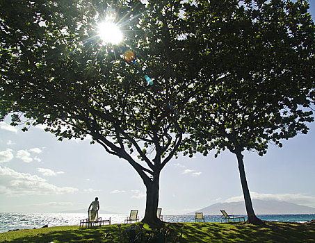 夏威夷,毛伊岛,拉海纳,一对,树