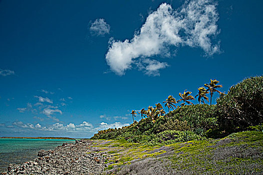 新加勒多尼亚