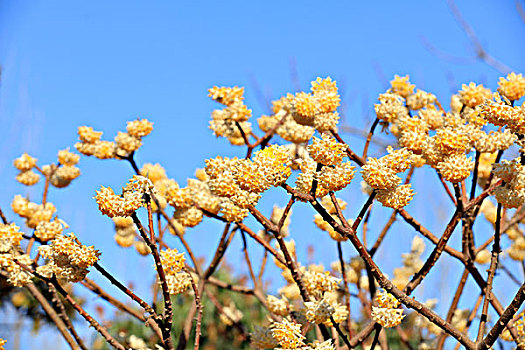 结香花