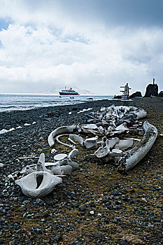 老,鲸,骨头,海滩,靠近,车站,乔治王岛,南设得兰群岛,南极