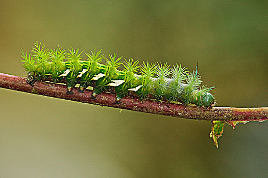 毛虫,栖息,枝条,西北地区,厄瓜多尔