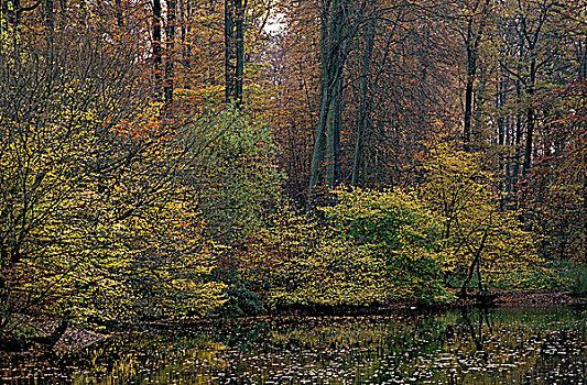 树林,水,区域,秋天