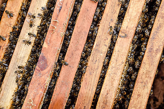 蜂窝,木板,蜜蜂,爬行