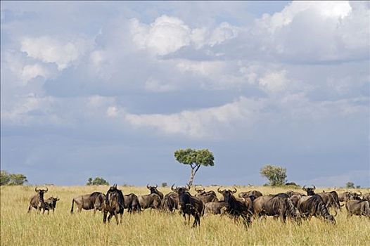 肯尼亚,马赛马拉国家保护区,角马,室外,马赛马拉
