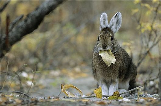 雪兔,吃,叶子,德纳里峰国家公园,美国,正面