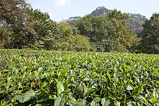 茶园,叫,虎,石头,武夷山,山,福建,中国