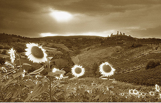 向日葵,靠近,圣吉米尼亚诺,托斯卡纳,意大利