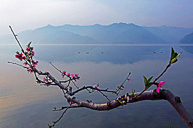 桃花岛图片