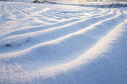 雪景,庙宇,雪,除雪