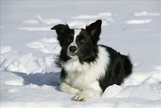 博德牧羊犬,狗,放入,雪