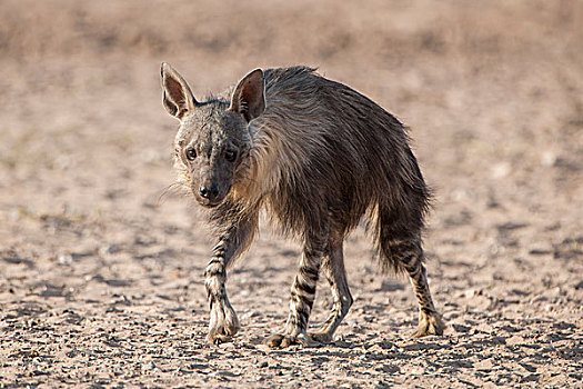 褐色,鬣狗,跑,卡拉哈迪大羚羊国家公园,北开普,南非,非洲