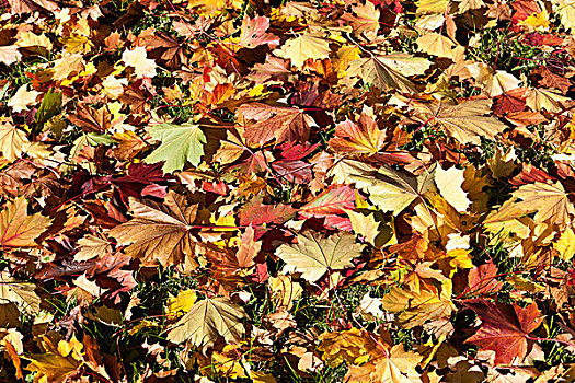 彩色,秋天,叶子