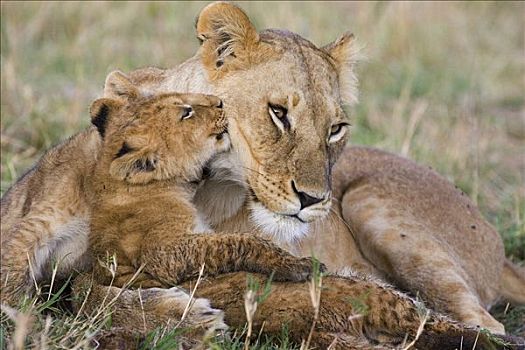 非洲狮,狮子,幼兽,8周,脆弱,马赛马拉国家保护区,肯尼亚